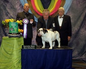 Prize Winning English Bulldog