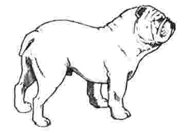 Breed Standard of English Bulldogs