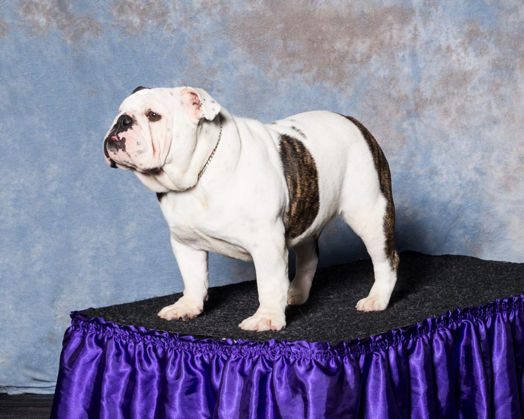 Ethical English bulldog breeder