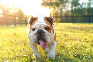 English Bulldog Exercise