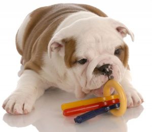 Bulldog With Chew Toy