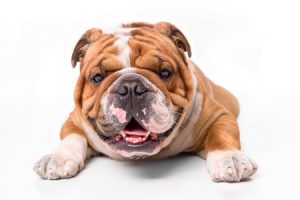 English Bulldog face