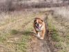 English Bulldog from Cedar Lane Bulldogs