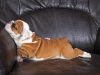 English Bulldog Puppy laying on chair