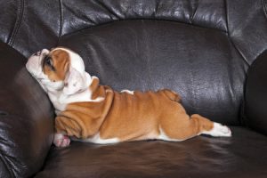 English Bulldog Puppy laying on chair