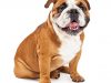 English bulldog and dental health