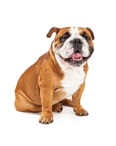 English bulldog and dental health