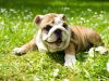 Bulldog puppy laying in grass