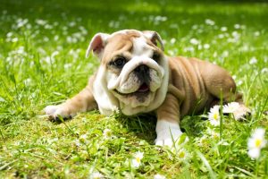 Bulldog puppy laying in grass