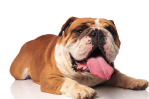 English Bulldog laying on floor