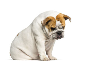 Bulldog sitting on floor