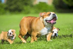 English Bulldogs and puppies