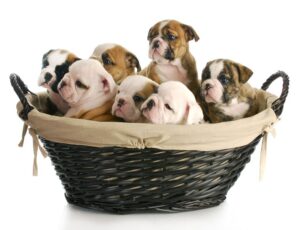 puppies in basket