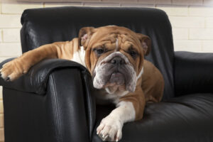 English Bulldog on couch