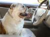 English Bulldog riding in car on road trip
