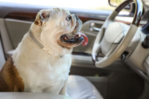 English Bulldog riding in car on road trip